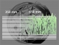 Preview: Glasdekorfolie "Raster-Schilf"